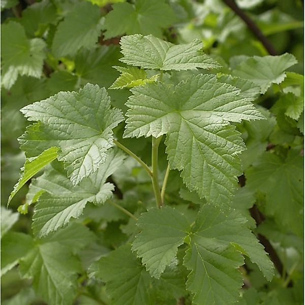 Schwarze Johannisbeere Tsema 40-60cm - Ribes nigrum günstig online kaufen