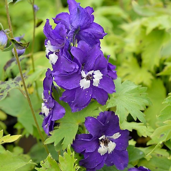 Rittersporn King Arthur - Delphinium pacific günstig online kaufen