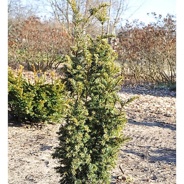 Goldgelbe Zwerg Säuleneibe Goldener Zwerg 30-40cm - Taxus baccata günstig online kaufen