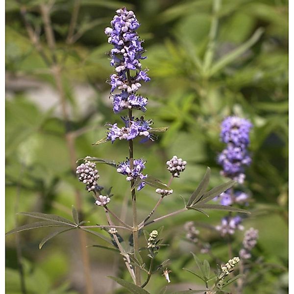 Mönchspfeffer 30-40cm - Vitex agnus castus günstig online kaufen