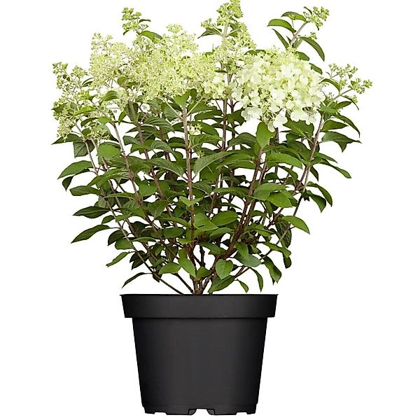 Hydrangea Paniculata Rispenhortensie Limelight S 40-60 cm günstig online kaufen