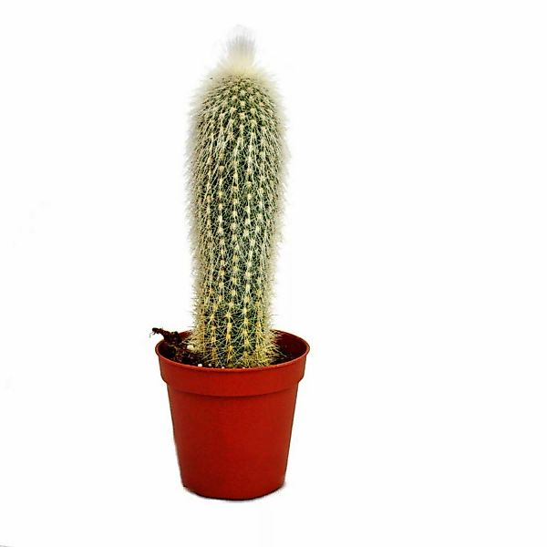 Exotenherz Cleistocactus Strausii Silberkerze im 5,5cm Topf günstig online kaufen