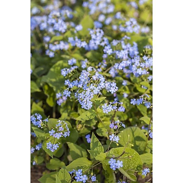 Brunnera Macrophylla Kaukasusvergissmeinnicht Ca. 9x9 cm Topf günstig online kaufen