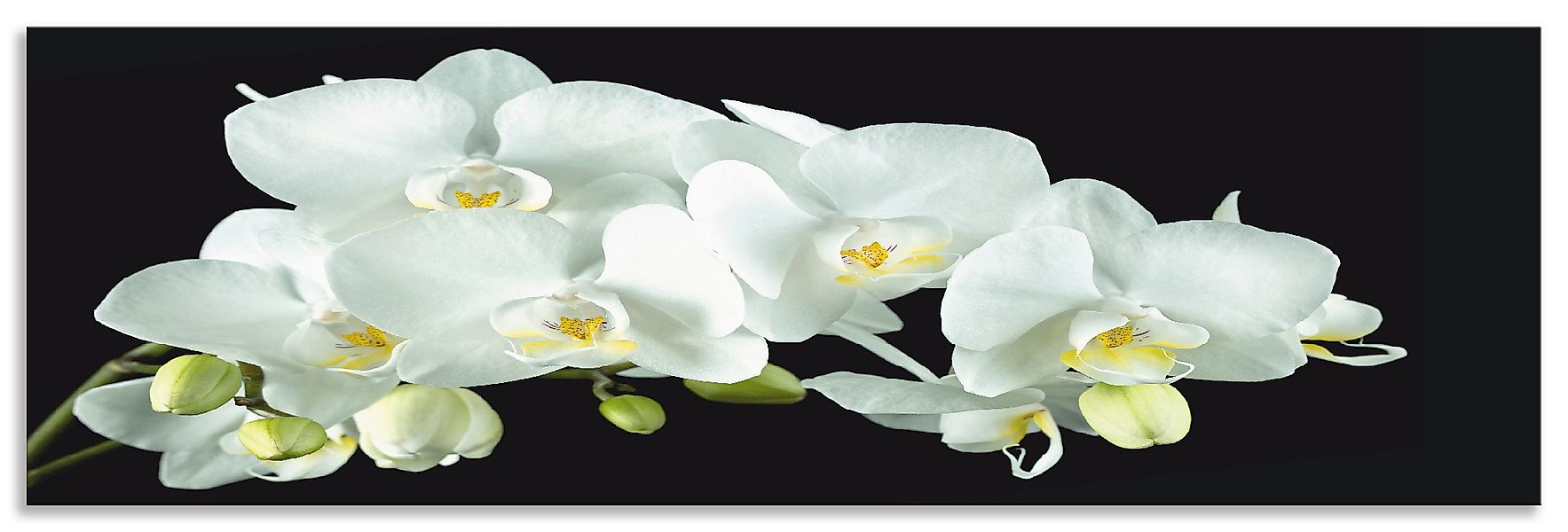 Artland Küchenrückwand »Weiße Orchidee auf schwarzem Hintergrund«, (1 tlg.) günstig online kaufen