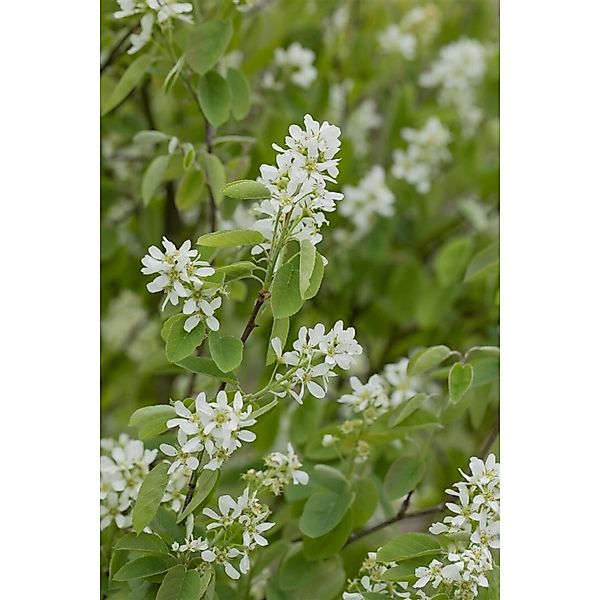 Amelanchier Alnifolia Honeywood Felsenbirne Essbare Früchte 60–80 Cm günstig online kaufen