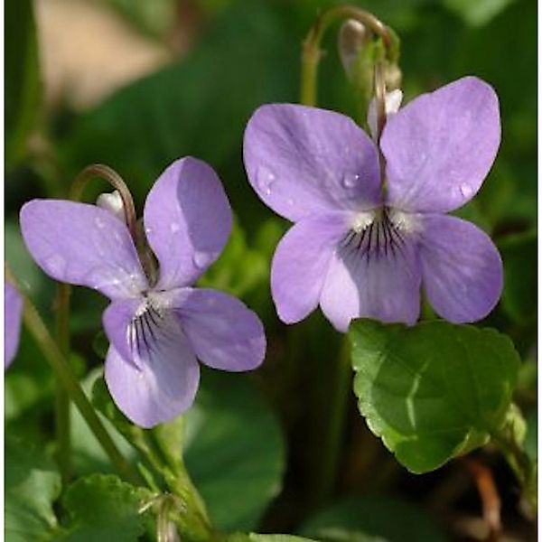 Hain Veilchen - Viola riviniana günstig online kaufen