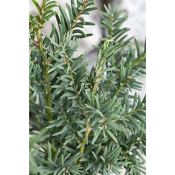 Taxus baccata 'Fips' 25-30 cm günstig online kaufen