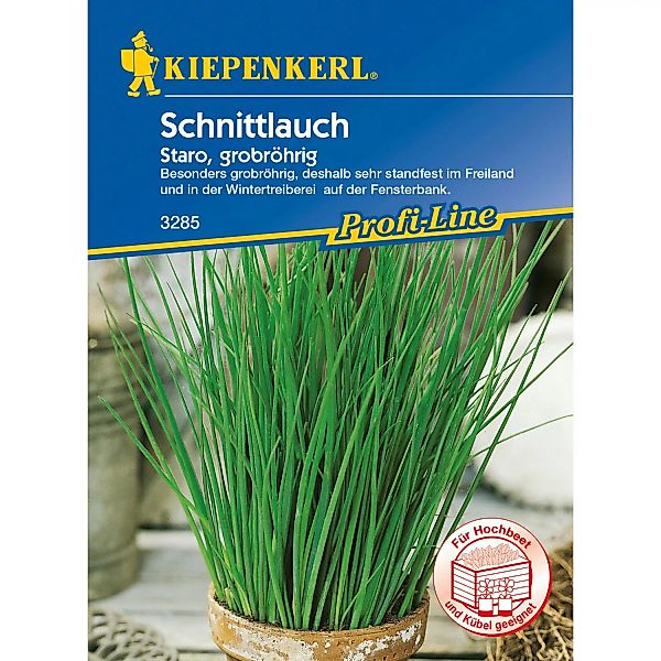 Kiepenkerl Schnittlauch Staro günstig online kaufen