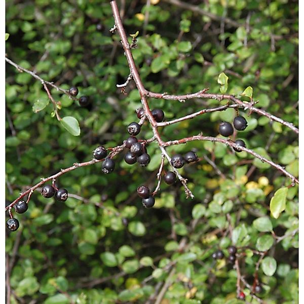 Spitzblättrige Strauchmispel 100-125cm - Cotoneaster acutifolius günstig online kaufen