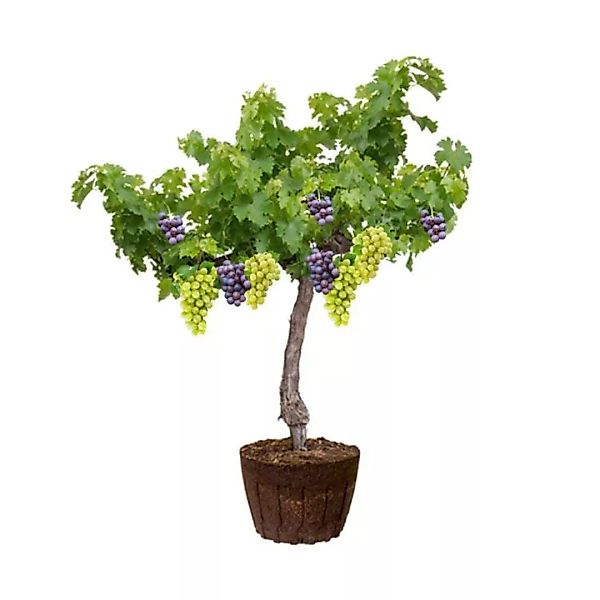 OH2 | Set mit 4 Traubenpflanzen Merlot günstig online kaufen