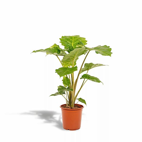 Hello Plants | Alocasia Portodora günstig online kaufen