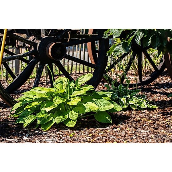 Hosta Plantaginea Grandiflora Duftende Funkie Ca. 11x11 cm Topf günstig online kaufen