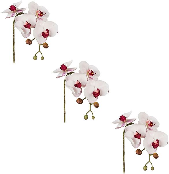 Kunstblume Phalaenopsis 3D-print Orchidee Phalaenopsis, Creativ günstig online kaufen