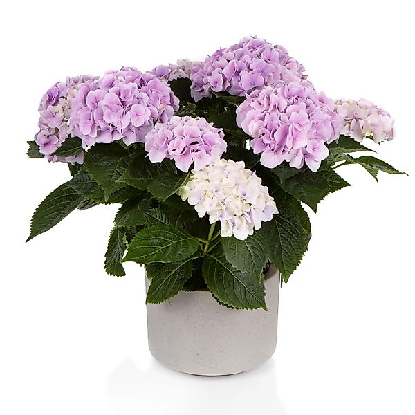 Gartenhortensie Hi Diamond Blue Blau Höhe ca. 30 - 40 cm Topf ca. 5 l günstig online kaufen