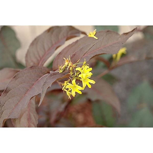 Diervilla Splendens Diva Buschgeißblatt Gelb 40–60 cm günstig online kaufen