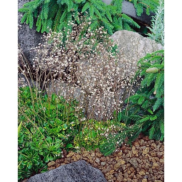 Saxifraga X Urbium Variegata Steinbrech Buntlaubig Ca. 9x9 cm Topf günstig online kaufen