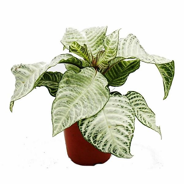 Exotenherz Aphelandra Squarrosa White Wash Glanzkölbchen 12cm Topf günstig online kaufen