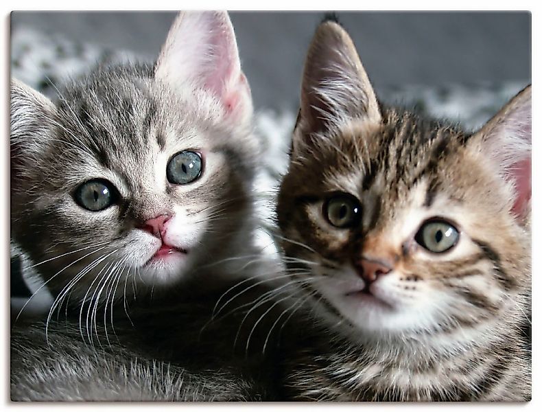 Artland Wandbild "Katze" Haustiere 1 Stk. tlg. als Leinwandbild, Poster in günstig online kaufen