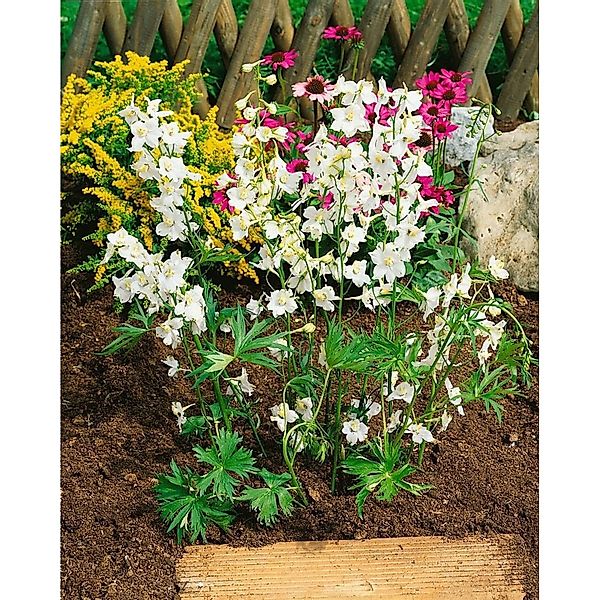Delphinium X Belladonna Moerheimii Rittersporn Ca. 11x11 cm Topf günstig online kaufen