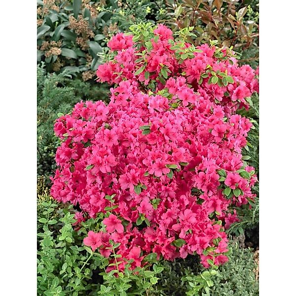 Rhododendron Obtusum Änne Azalee Rosa Blüten 20–25 cm günstig online kaufen
