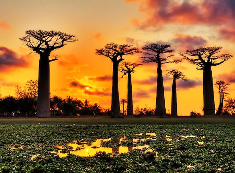 Papermoon Fototapete »Baobabs Trees African Sunset« glatt günstig online kaufen