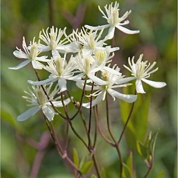 Staudenclematis Purpurea 60-80cm - Clematis recta günstig online kaufen