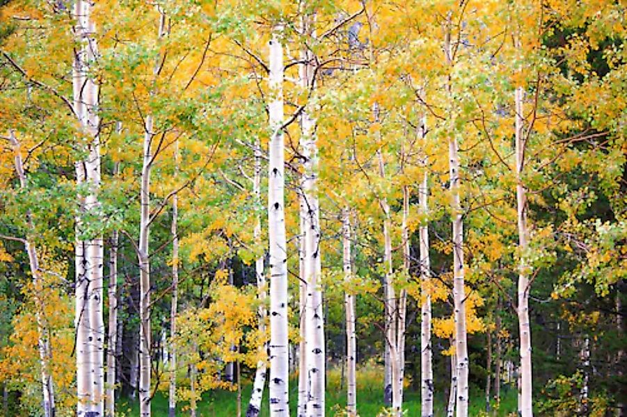 Papermoon Fototapete »Herbst Birkenwald« günstig online kaufen