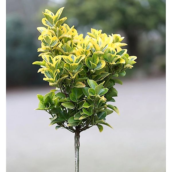 Hochstamm Kriechspindel Canadale Gold 100-125cm - Euonymus fortunei günstig online kaufen