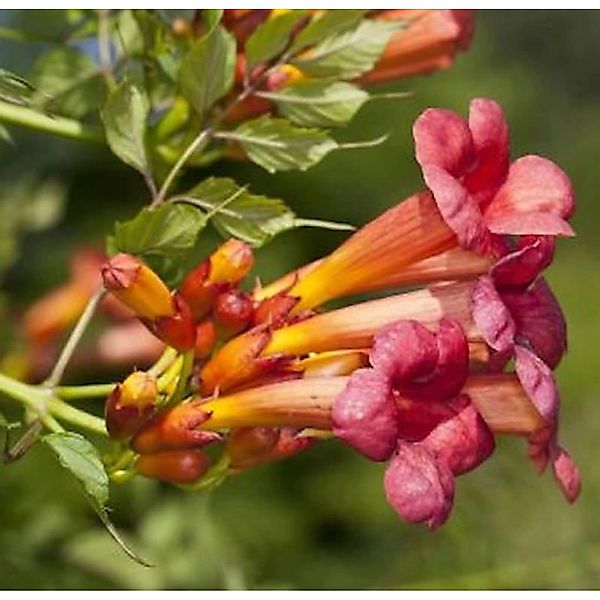 Trompetenblume Stromboli 100-125cm - Campsis radicans günstig online kaufen