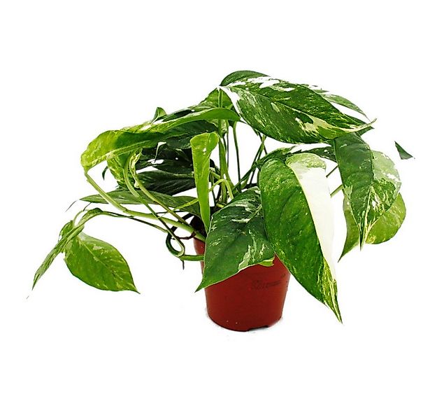 Exotenherz Zimmerpflanze Weiß-bunte Efeutute Epipremnum variegata Scindapsu günstig online kaufen