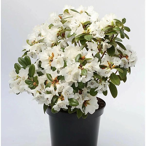 Duftende Rhododendron Snow Lady 30-40cm - Rhododendron leucaspis günstig online kaufen