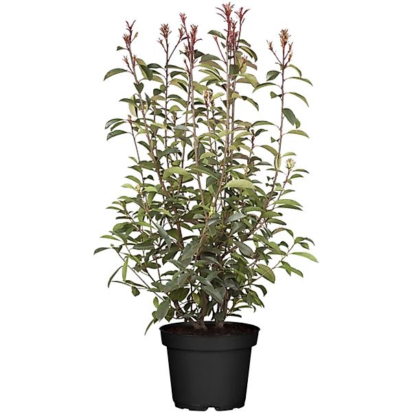 Photinia Fraseri Red Robin Glanzmispel Rot 100–125 cm günstig online kaufen