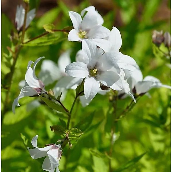 Doldenglockenblume Alba - Campanula,actiflora günstig online kaufen