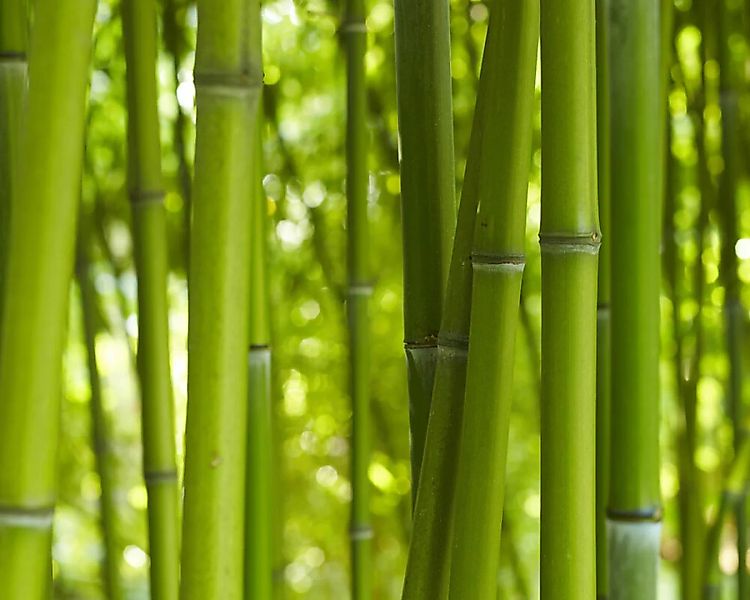 Fototapete "Bambuswelt" 4,00x2,50 m / Glattvlies Perlmutt günstig online kaufen