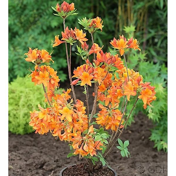 Azalee Goldflamme 30-40cm - Rhododendron,uteum - Alpenrose günstig online kaufen