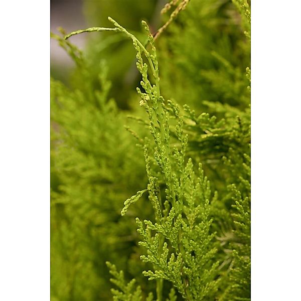Chamaecyparis lawsoniana 'Golden Wonder' 50-60 cm günstig online kaufen