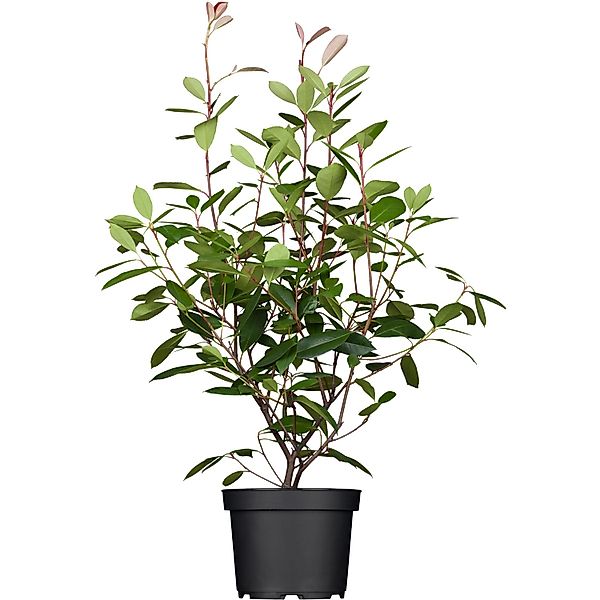 GROW by OBI Glanzmispel Red Robin Höhe ca. 40-50 cm Topf ca.3l Photinia günstig online kaufen