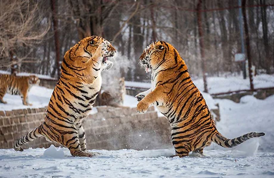 Papermoon Fototapete »Kampf gegen Sibirische Tiger« günstig online kaufen