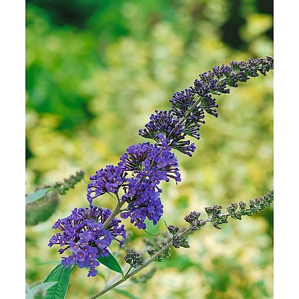 Buddleja Davidii Schmetterlingsstrauch 'Ellen's Blue' 40-60 cm günstig online kaufen