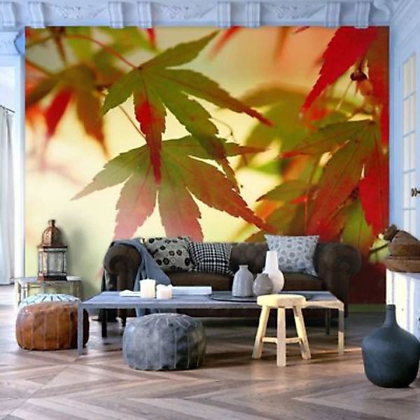 artgeist Fototapete Bunte Blätter im Oktober mehrfarbig Gr. 400 x 309 günstig online kaufen