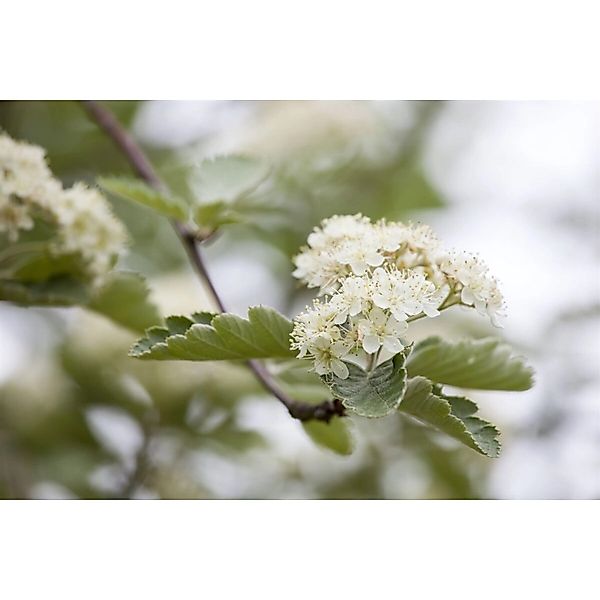 Crataegus laevigata 100-150 cm günstig online kaufen