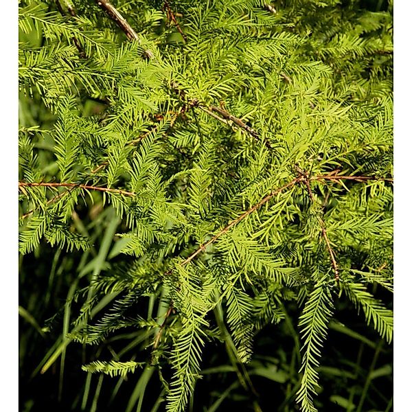 Hochstamm Zwerg Sumpfzypresse Secrest 40-60cm - Taxodium distichum günstig online kaufen