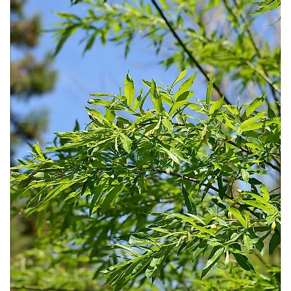 Hochstamm Japanische Drachenweide Golden Sunshine 60-80cm - Salix udensis günstig online kaufen