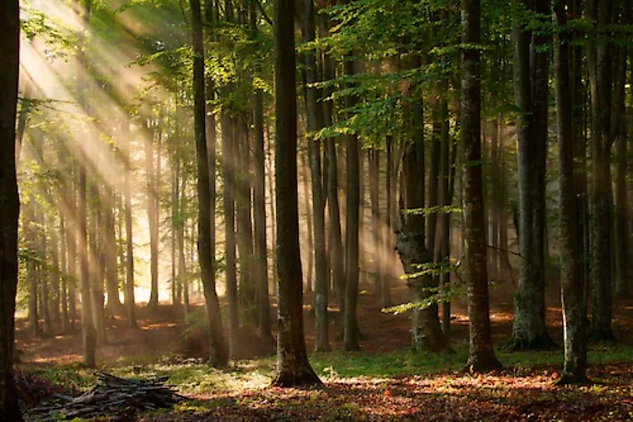 Papermoon Fototapete »Autumn Forest« günstig online kaufen