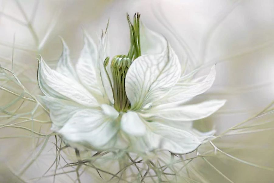 Papermoon Fototapete »Photo-Art MANDY DISHER, NIGELLA« günstig online kaufen