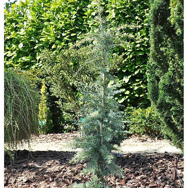 Himalaya-Zeder Karl Fuchs 60-80cm - Cedrus deodara günstig online kaufen