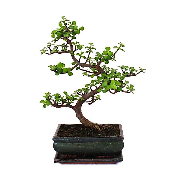 Exotenherz Bonsai Portulacaria Afra Jadebaum Afrikanischer Elefantenbaum ca günstig online kaufen