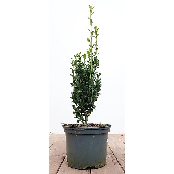 Ilex crenata 'Fastigiata' 20-30 cm günstig online kaufen