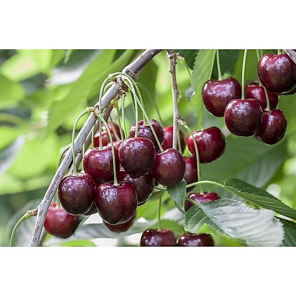 Prunus Avium Sunburst Süßkirsche CAC 150-200cm günstig online kaufen