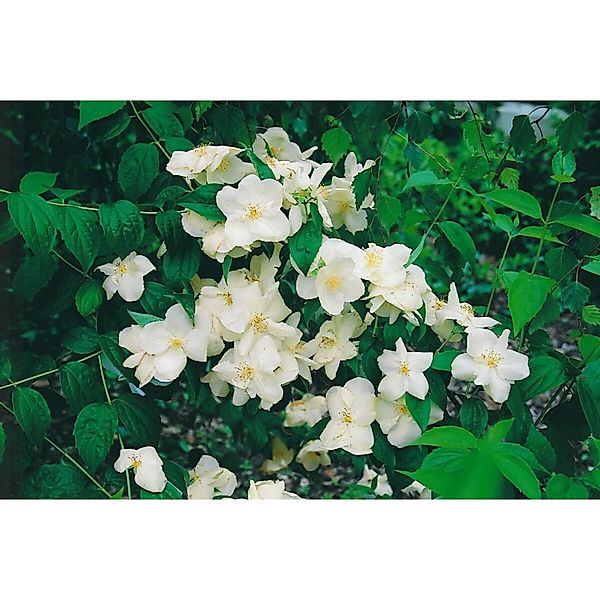 Philadelphus Natchez Pfeifenstrauch Weiß 60–80 cm günstig online kaufen
